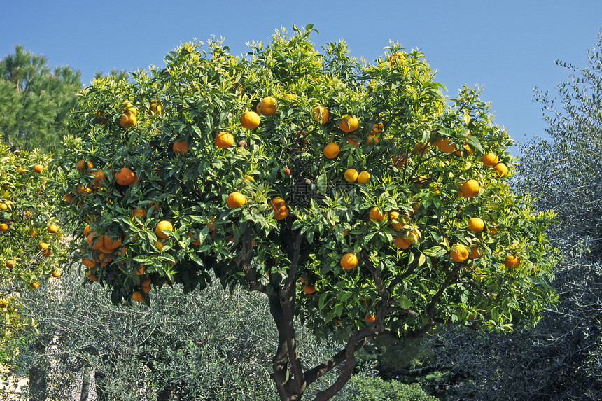 意大利的橙树图片