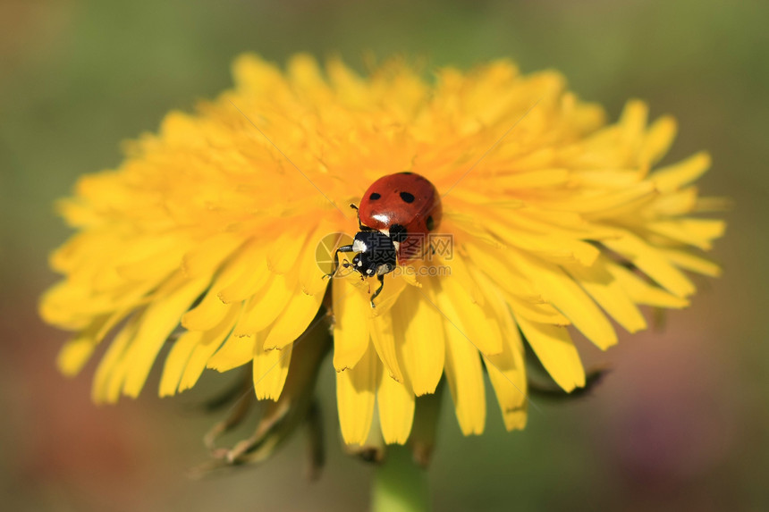 黄花上的Ladybug植物学宏观植物漏洞植物群环境树叶生态花园叶子图片