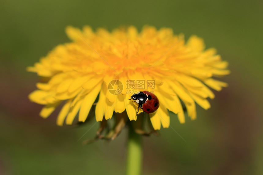 黄花上的Ladybug叶子昆虫环境甲虫花园动物植物学动物学宏观花瓣图片