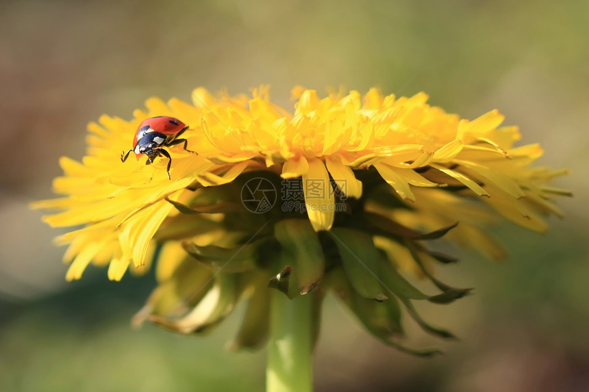 黄花上的Ladybug生态漏洞环境花瓣甲虫动物草地花园树叶宏观图片