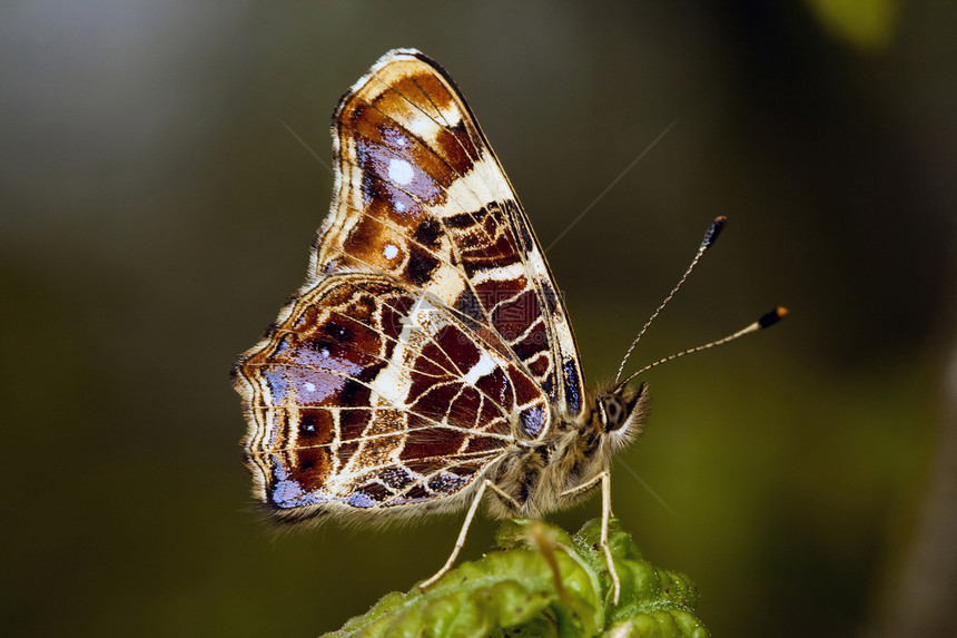 阿拉施尼亚莱瓦纳NYMPHALIDAE试探者昆虫宏观翅膀植物小路森林航班棕褐色图片