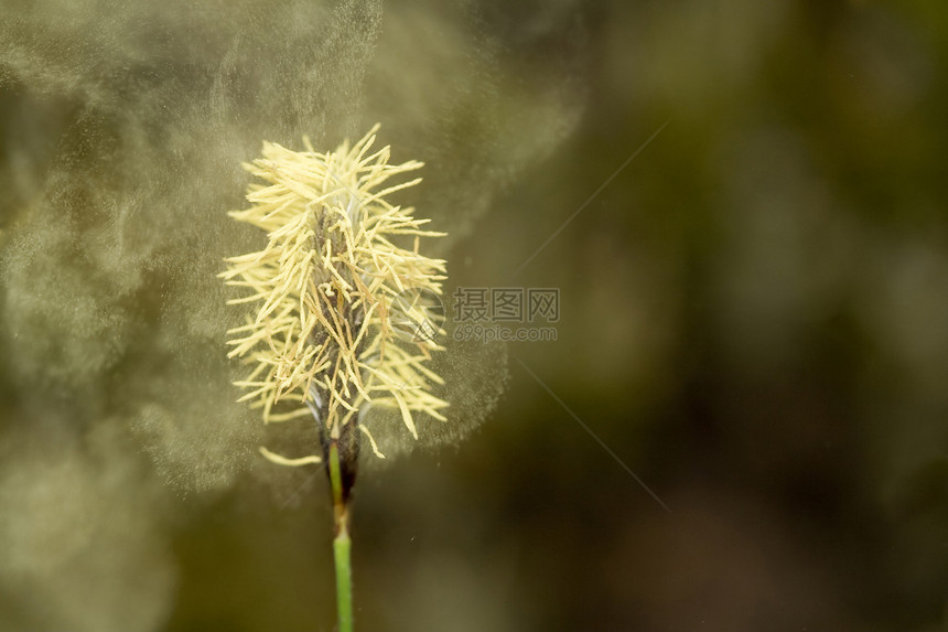 花粉的苍蝇图片