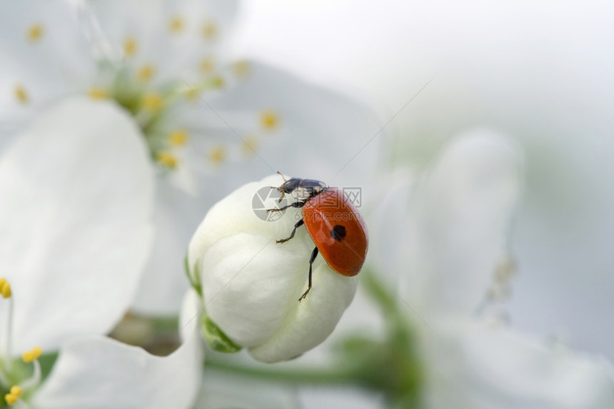 春花上的虫绿色玉米红色瓢虫花园天空宏观昆虫图片