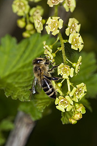 花朵上的蜜蜂昆虫植物花瓣蜂蜜灌木绿色翅膀生长航班甘菊背景图片