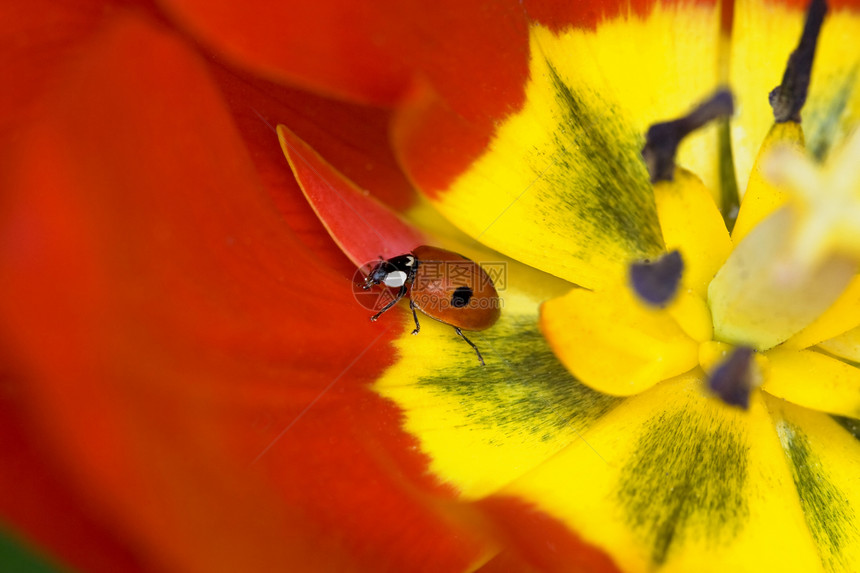 郁金花上的Ladybug漏洞绿色宏观郁金香花园玉米红色瓢虫昆虫图片