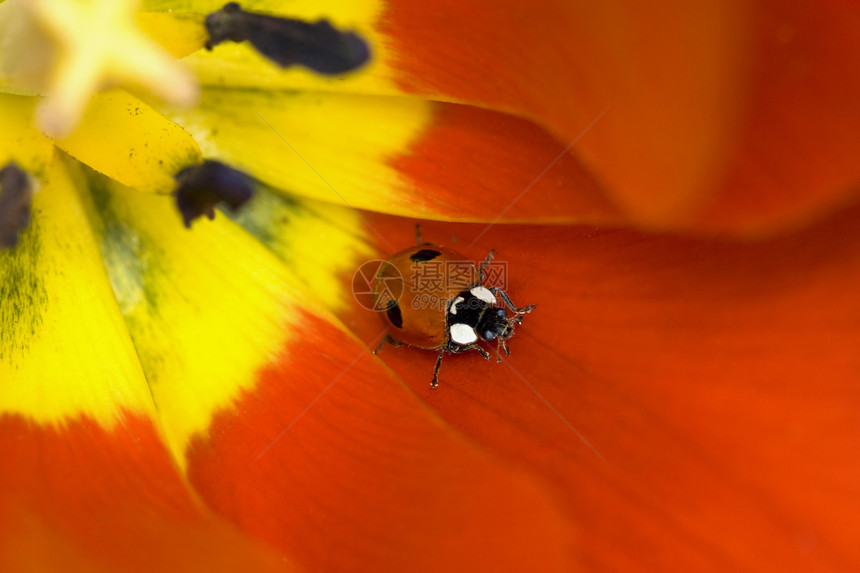 郁金花上的Ladybug郁金香宏观昆虫瓢虫漏洞红色花园绿色玉米图片