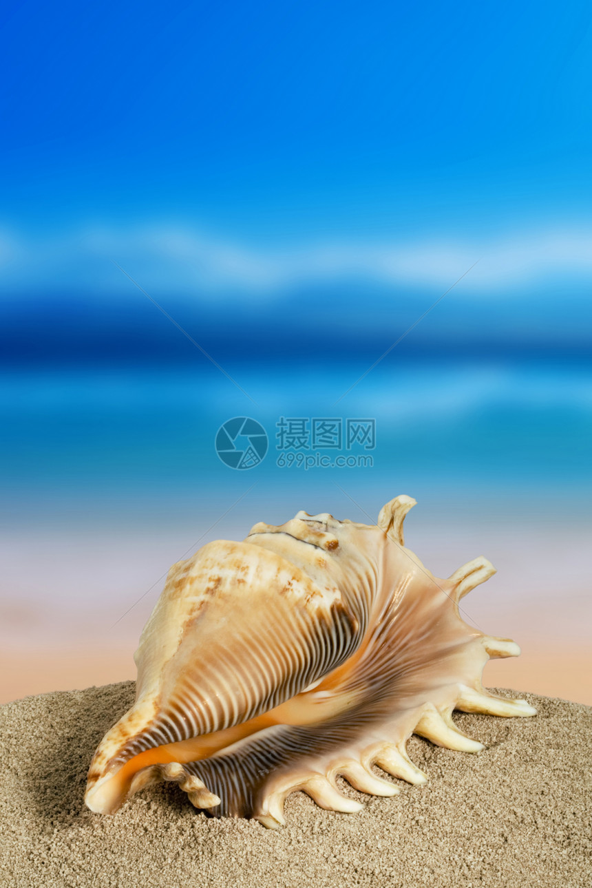 贝壳热带回忆蓝色支撑天空多刺海滩地面宏观肋骨图片