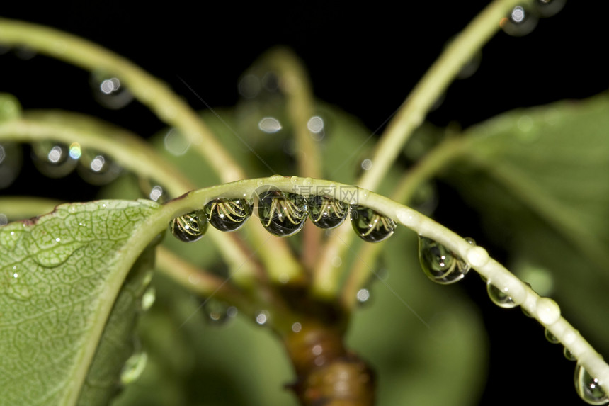 叶子上滴落草地生态植物群生长绿色花园环境雨滴季节宏观图片