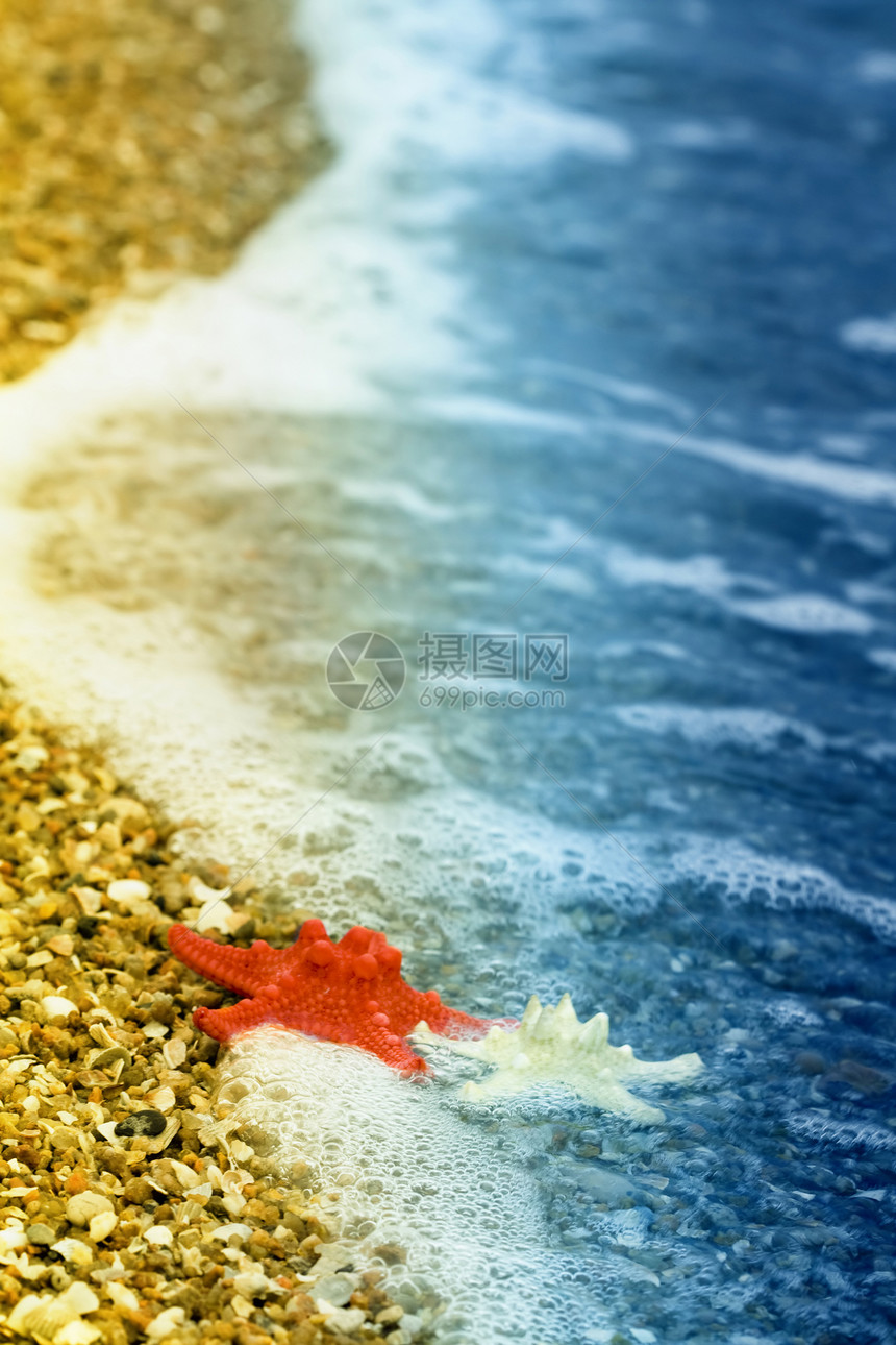 海滩上的海豚孤独海洋支撑热带海星回忆波浪红色宏观地面图片