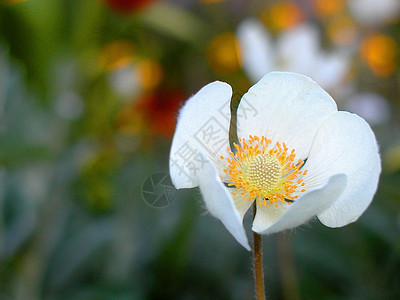 白色的花花园彩色背景植物背景图片