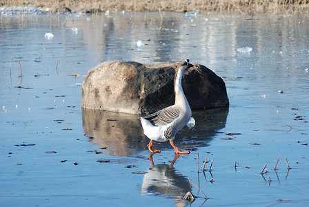 冰上走鸭子羽毛巨石岩石湖泊池塘背景图片