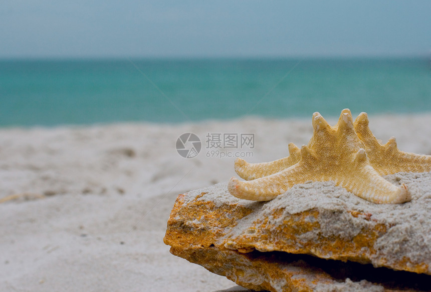 石头上的海星旅行海滩冒险海岸线生活黄色气候星星假期动物图片