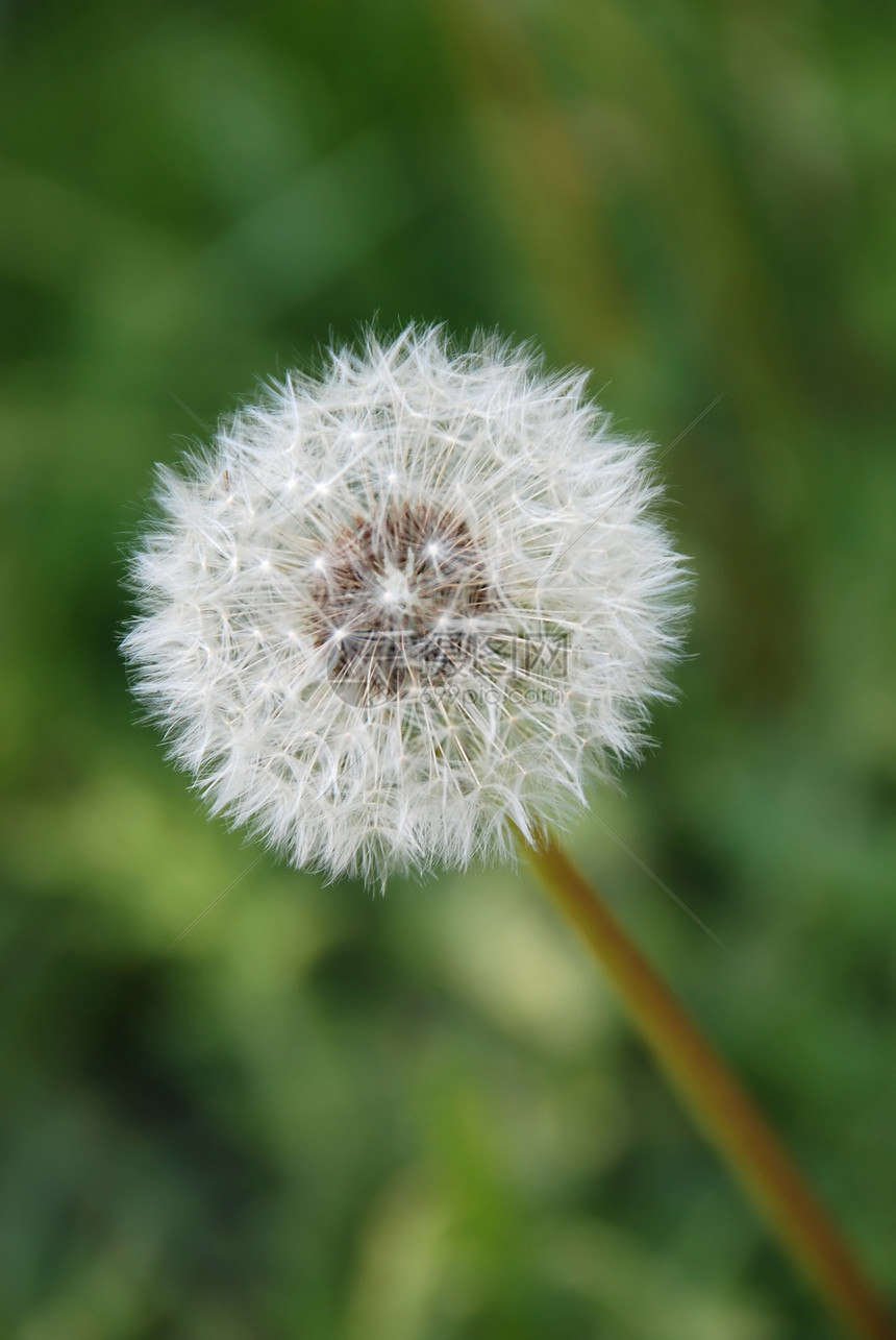 达当量农场季节环境绿色场地植物群草地植物宏观图片