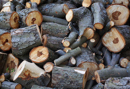 木柴生态树干日志活力温暖木工力量木材加热木工人背景图片