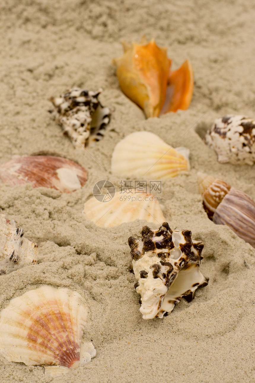 沙子上的贝壳贝类假期海滩气候海岸线纪念品收藏热带冒险旅行图片
