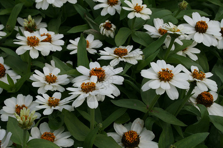 白花花坛背景图片