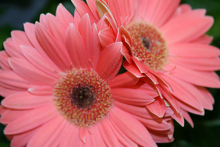 粉红花花花朵背景图片