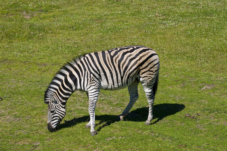 斑马动物园白色动物条纹耳朵环境绿色野生动物黑色眼睛图片