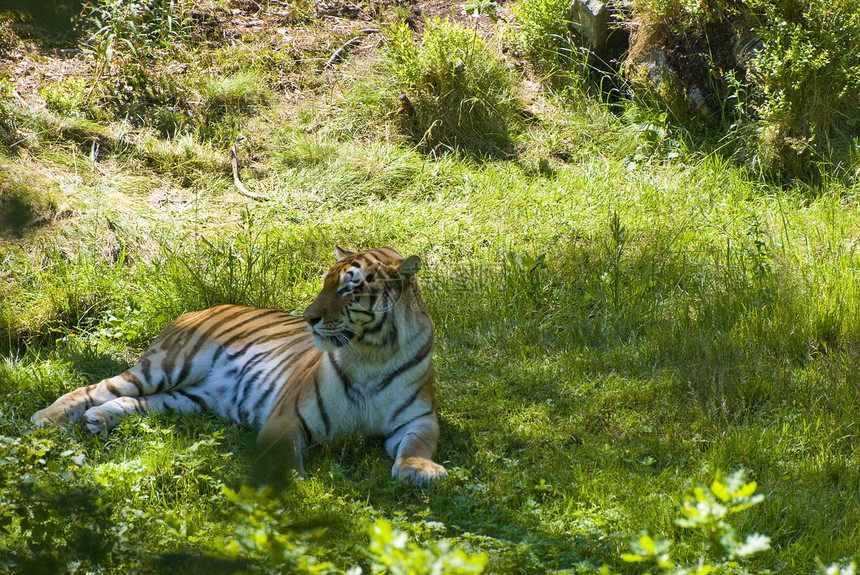 老虎眼睛黑色耳朵爪子环境荒野动物橙子条纹动物园图片