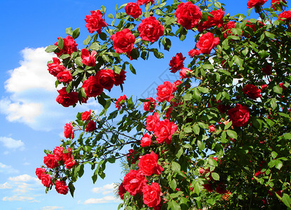 红玫瑰花瓣玫瑰花朵蓝色香味花束花园天空背景图片