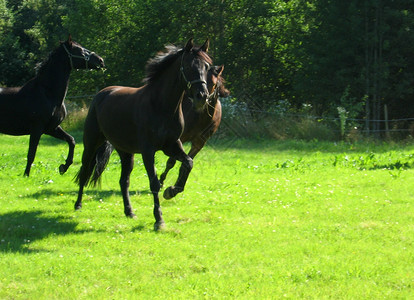 马马奔跑马匹跑步宠物动物背景图片