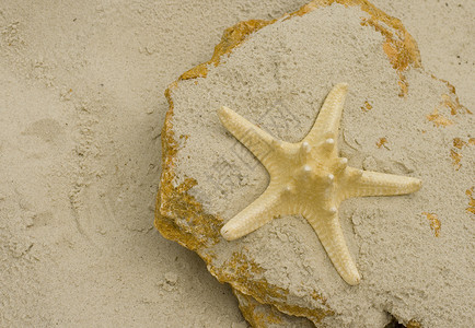 石头上的海星海洋黄色冒险旅行热带海滩海岸线气候动物星星背景图片