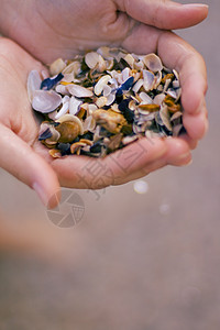 手拿的贝壳女士热带海岸线旅行收藏海滨假期闲暇手指背景图片