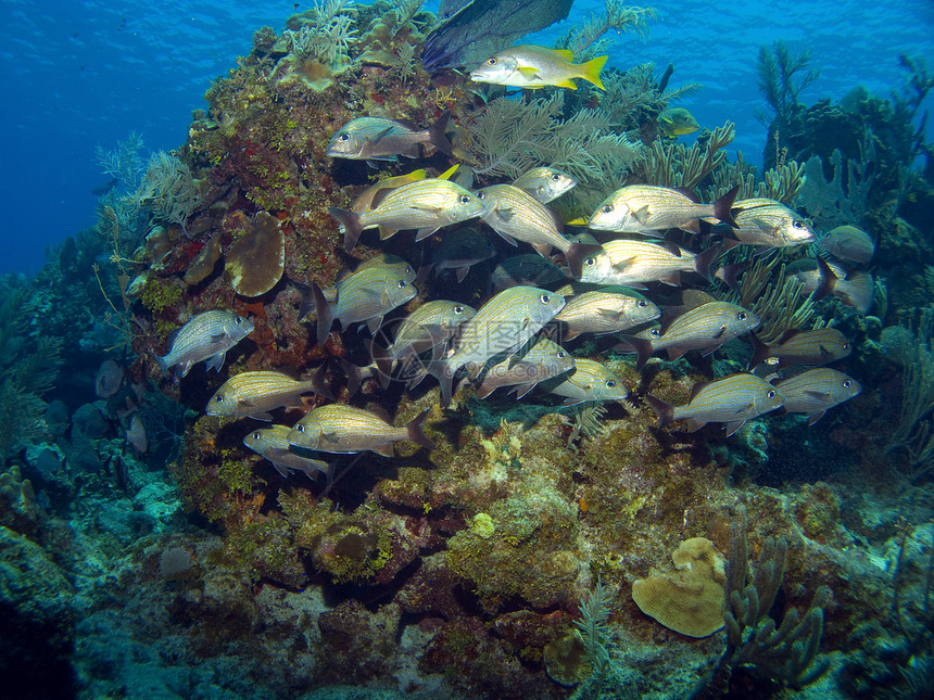 法国关于加勒比海礁的格鲁特斯图片