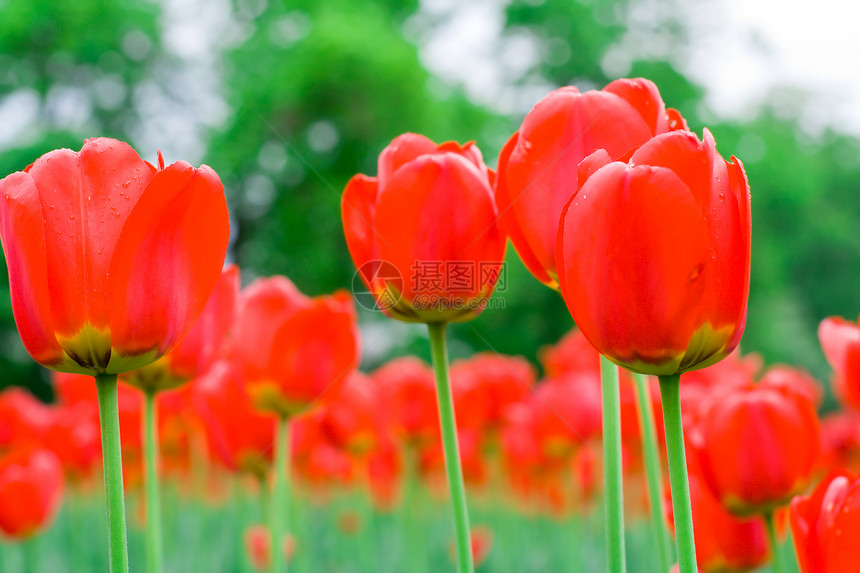 春红郁金香美丽场地园艺季节活力植物植物群季节性农场团体图片