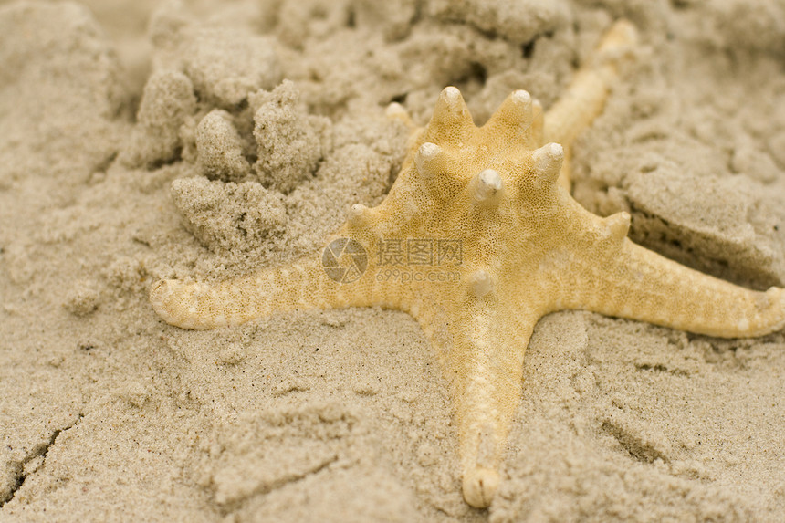 沙沙上的海星黄色热带贝类海岸线气候星星旅行假期生活纪念品图片