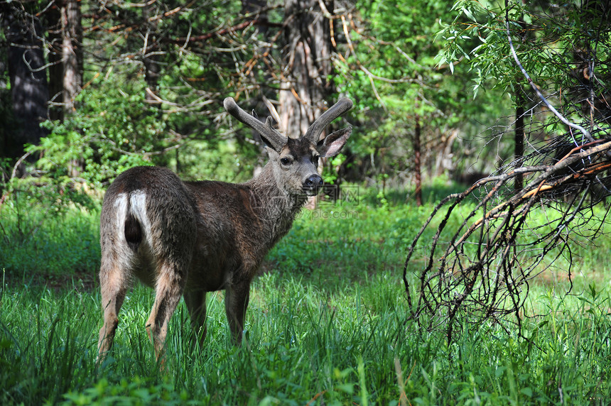 鹿绿色尾巴动物荒野松树野生动物喇叭森林木头哺乳动物图片