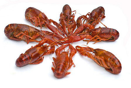 龙虾天线美味美食白色触角季节食物海鲜圆圈红色背景图片