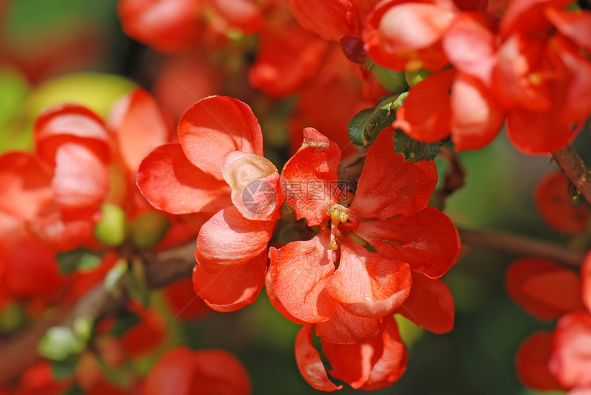 立方花花宏图片