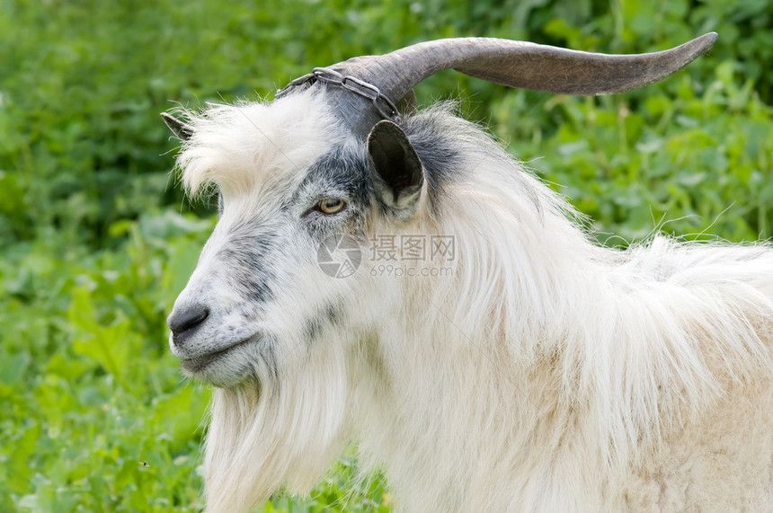 雄山羊放牧牧场场地草地植物村庄男性胡须哺乳动物羊毛绿色图片
