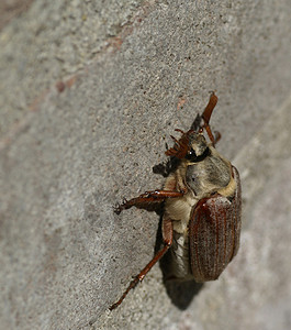 鸡尾酒昆虫害虫甲虫动物季节漏洞宏观错误背景图片