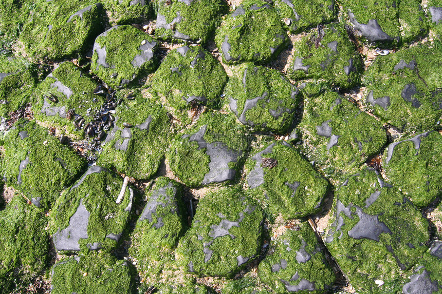 断水石贝壳码头裂缝苔藓海藻支撑海滩海岸海洋岩石图片