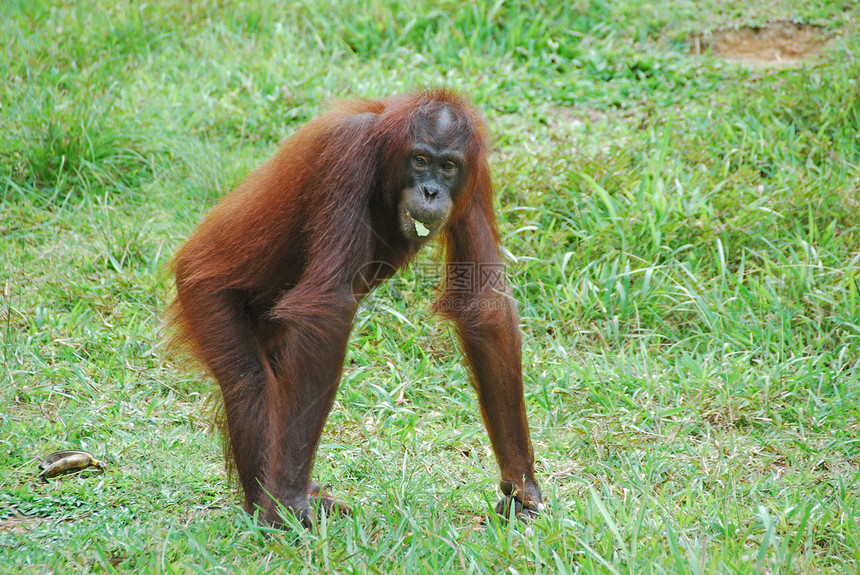 红毛猩猩 G图片