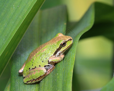 太平洋树蛙太平洋合唱蛙绿色的高清图片