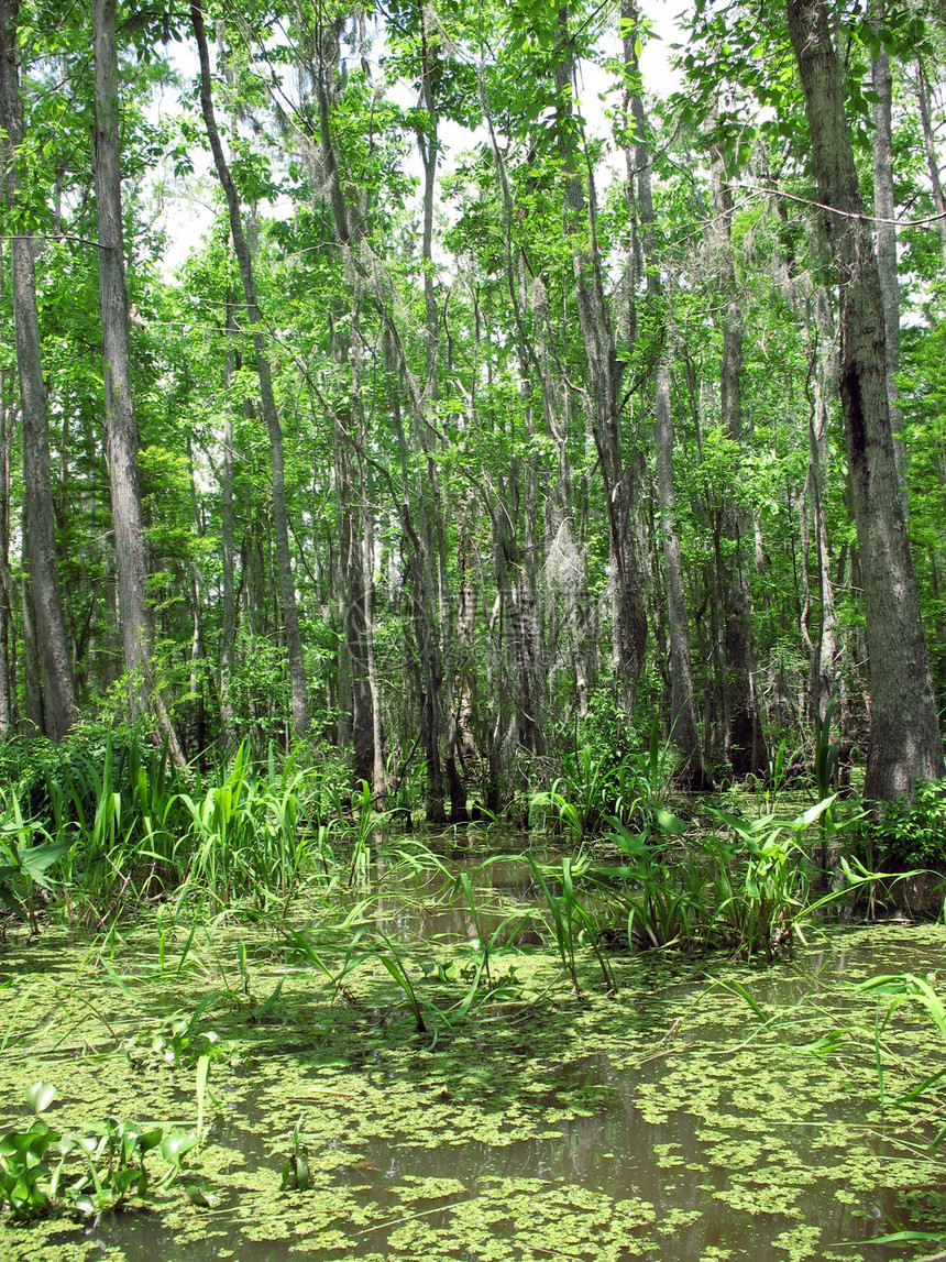沼滩树叶绿色苔藓鳄鱼树木图片