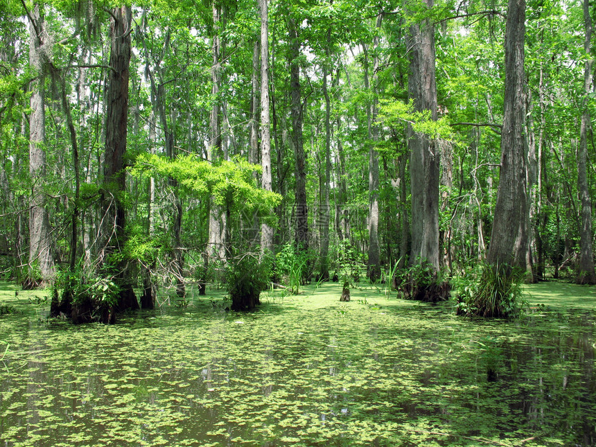 沼泽中的树图片