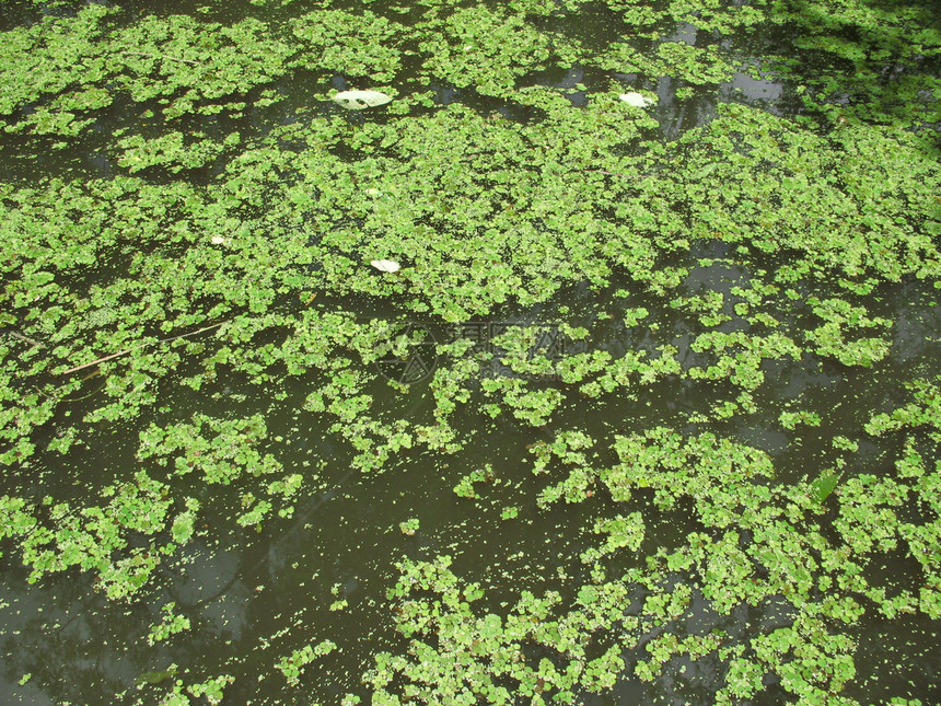 沼滩树木树叶鳄鱼绿色苔藓图片