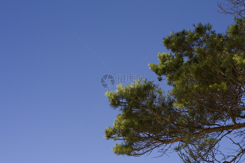 松树植物森林绿色锥体环境天空树木生长蓝色阳光图片