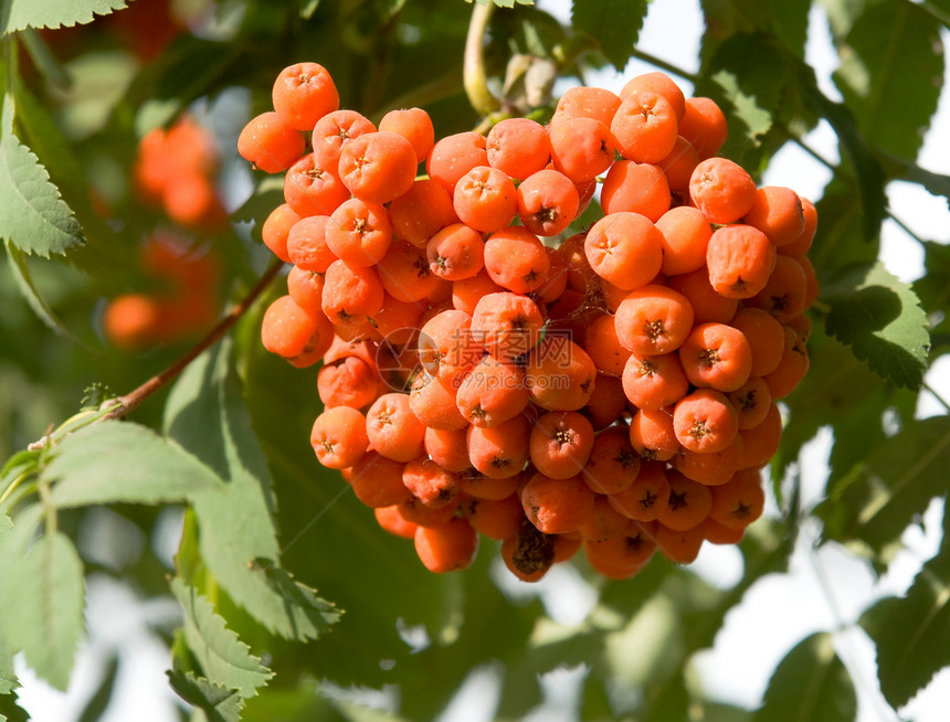罗旺语Name浆果植物天空天气树枝水果食物植物群公园季节图片