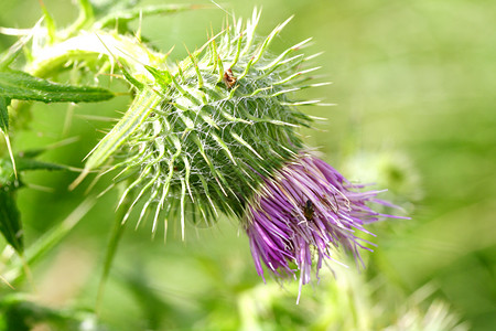 苏格兰国花蓟蓟多刺紫色绿色背景