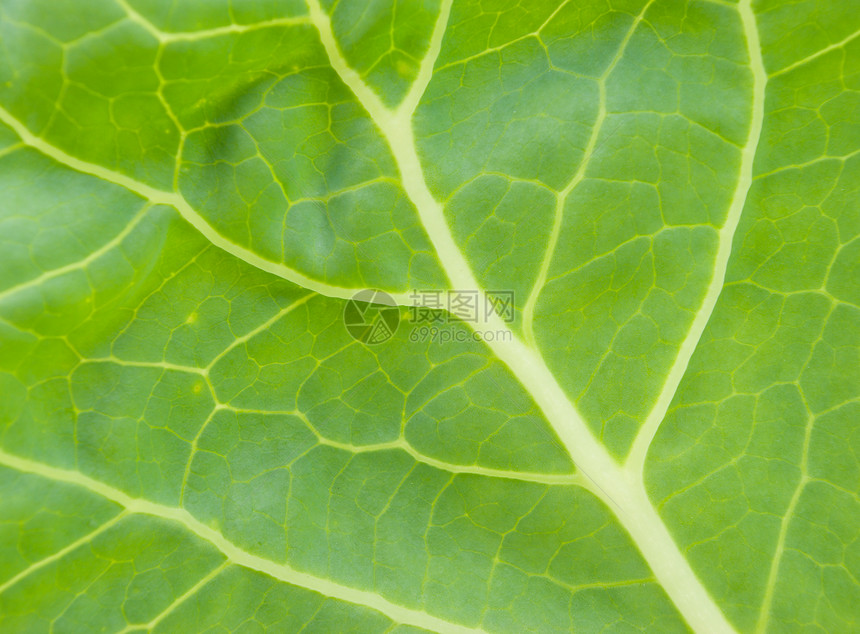 绿页背景植物花园叶子床单生长草本植物宏观生活波纹网格图片
