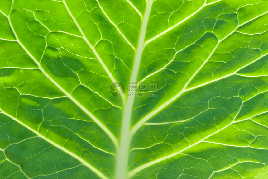叶子的宏花园宏观草本植物生长波纹生活网格床单绿色植物图片