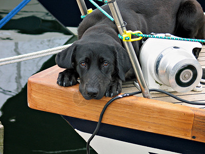 独望远帆独一只狗在阿亚赫特背景