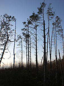 森林黑色蓝色背景图片