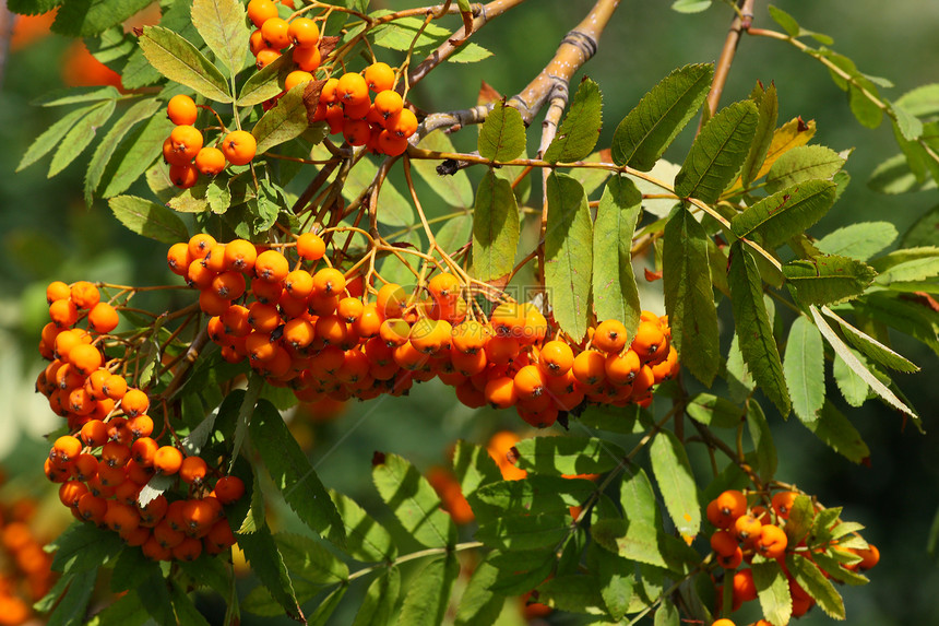 罗旺树浆果季节花梨木植物群叶子树叶生态橙子黄色静脉图片