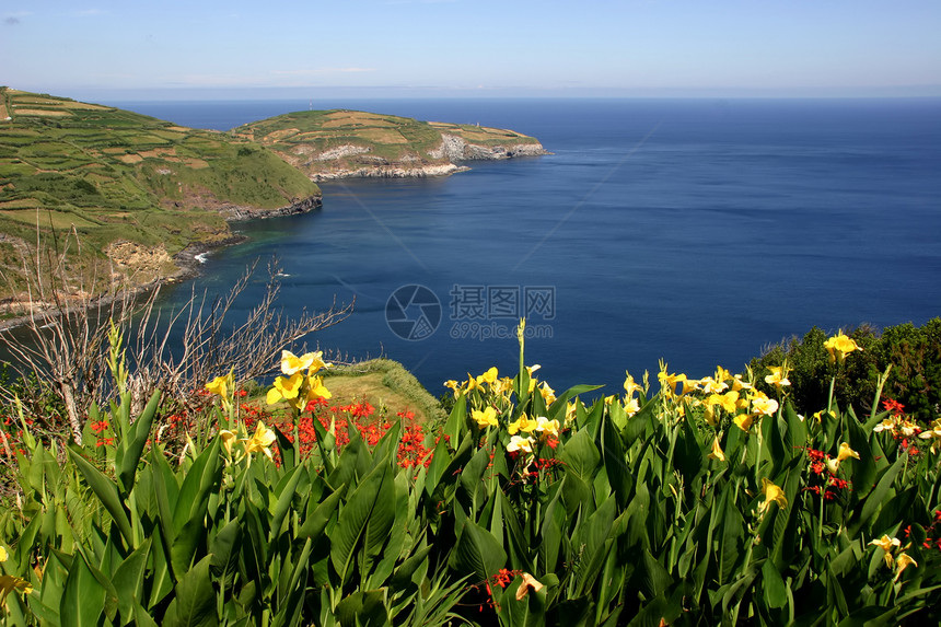 花朵绣球花植被绿色海岸国家海洋天空草地植物蓝色图片